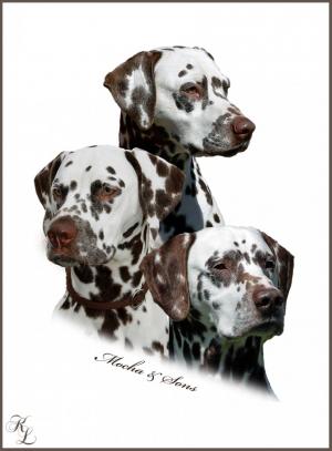 Mochaccino Dalmatian Dream mit ihren Söhnen  Christi ORMOND Exquisite Selection und Christi ORMOND Coppola