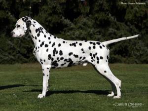 Dalmatian Standard - FCI - Standard No. 153