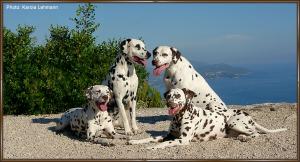 from left Anja and Lacrima Christi Cro A Porter, right Mochaccino Dalmatian Dream and Lacrima Christi Calypso