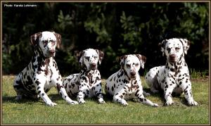 from left Christi ORMOND Coppola and Christi ORMOND First Faiytale, Mochaccino Dalmatian Dream and Christi ORMOND Exquisite Selection