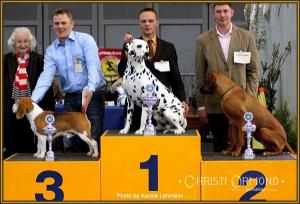 Premium dog handling seminar: Present the dog, sitting on the podium in the main ring