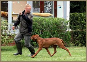 Dog handling Seminar: Proper running in the show ring