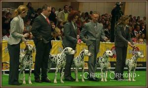 Zuchtgruppe Lacrima Christi Dalmatians World Dog Show Polen 2006