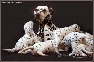 Mochaccino Dalmatian Dream