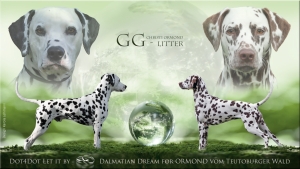 Father: Dot4Dot Let it by and mother: Dalmatian Dream for ORMOND vom Teutoburger Wald