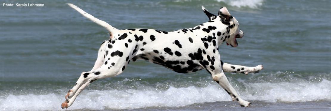 Dalmatien