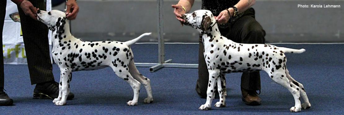 Dog Handling Presentations 2007