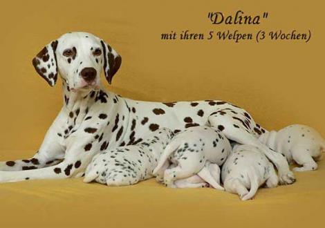 Dalina mit ihrem Christi ORMOND D - Wurf 3. Lebenswoche