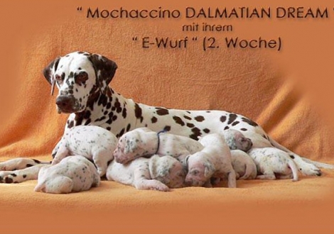 Mochaccino Dalmatian Dream with her Christi ORMOND E - Litter 2nd week of life