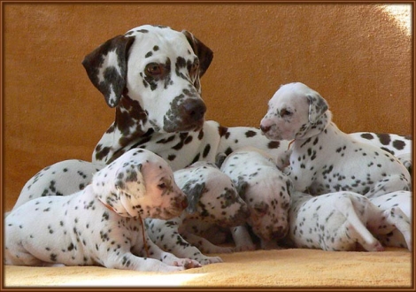 Mochaccino Dalmatian Dream with her Christi ORMOND E - Litter 3rd week of life