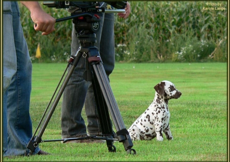 Impressions 8th week of life | The film crew visited our Christi ORMOND E - Litter