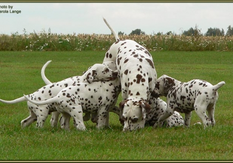 Mother Mochaccino Dalmatian Dream with her puppies