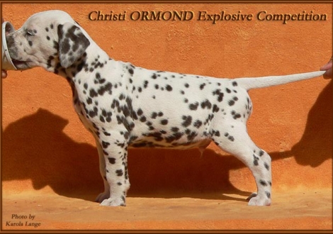 Christi ORMOND Explosive Competition