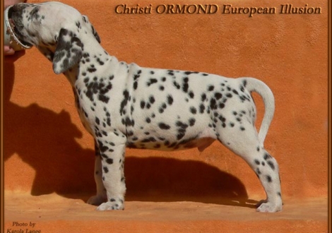 Christi ORMOND European Illusion