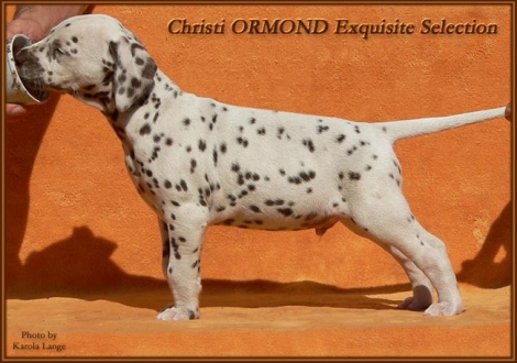 Christi ORMOND Exquisite Selection