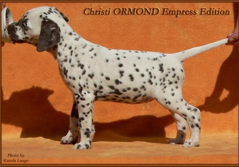 Christi ORMOND Empress Edition