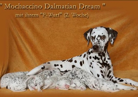 Mochaccino Dalmatian Dream with her Christi ORMOND F - Litter 2nd week of life