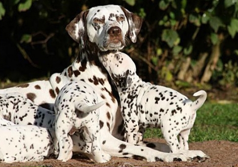 Mochaccino Dalmatian Dream with her Christi ORMOND F - Litter 4th week of life