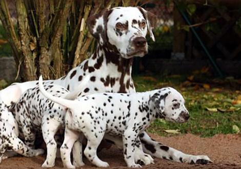 Mochaccino Dalmatian Dream with her Christi ORMOND F - Litter 5th week of life