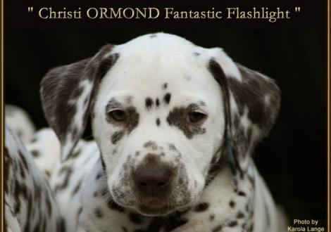 Christi ORMOND Fantastic Flashlight