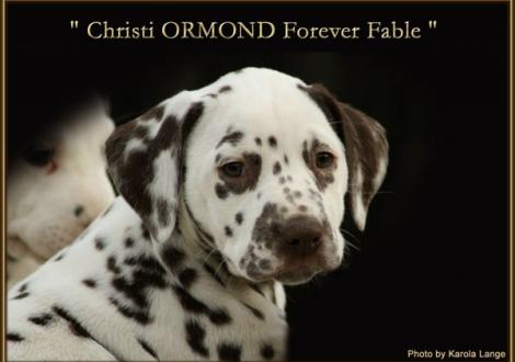 Christi ORMOND Forever Fable