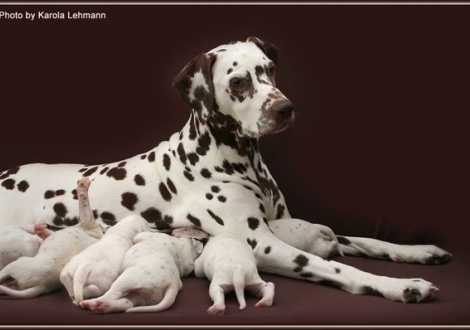 Mother Mochaccino Dalmatian Dream (called Mocha) with her puppies 2nd week of life