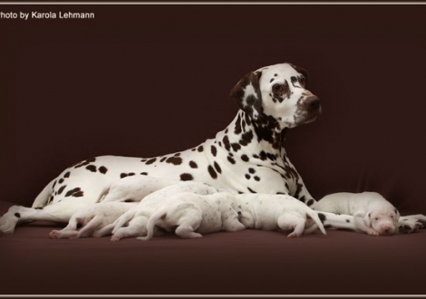 Mother Mochaccino Dalmatian Dream (called Mocha) with her puppies 2nd week of life