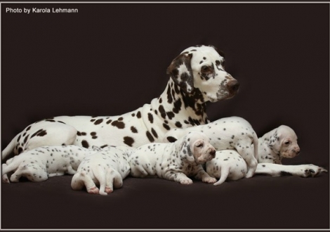 Mother Mochaccino Dalmatian Dream (called Mocha) with her puppies 3rd week of life