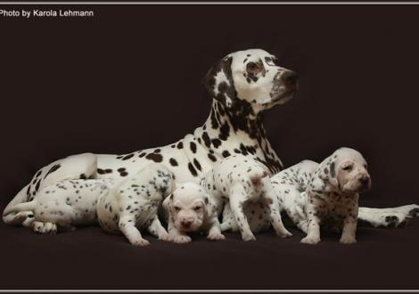 Mother Mochaccino Dalmatian Dream (called Mocha) with her puppies 3rd week of life