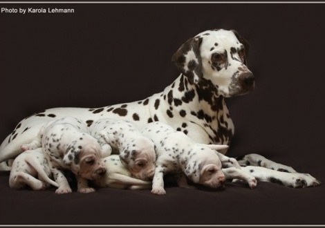 Mutter Mochaccino Dalmatian Dream (genannt Mocha) mit ihren Welpen 3. Lebenswoche