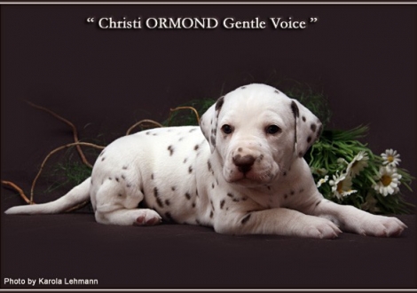 Christi ORMOND Gentle Voice