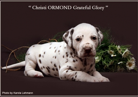 Christi ORMOND Grateful Glory