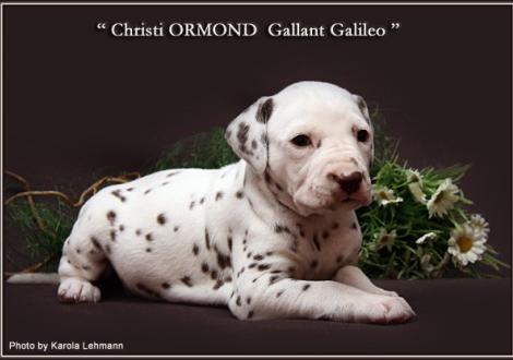 Christi ORMOND Gallant Galileo