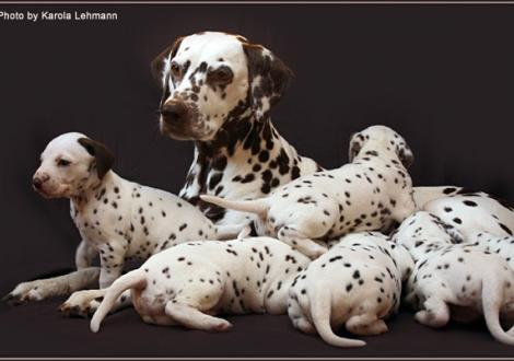 Mother Mochaccino Dalmatian Dream (called Mocha) with her puppies