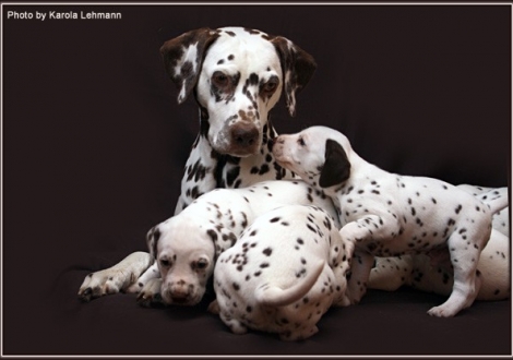 Mother Mochaccino Dalmatian Dream (called Mocha) with her puppies 4th week of life