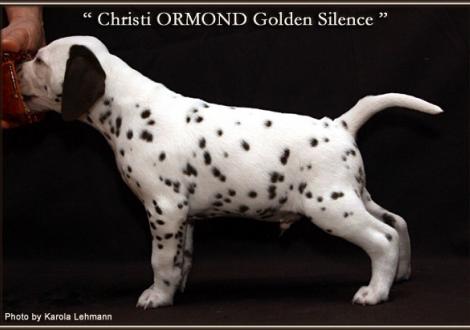 Christi ORMOND Golden Silence