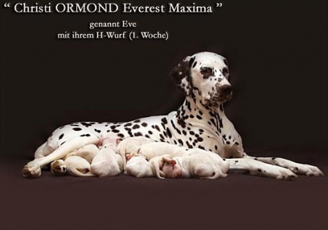 Christi ORMOND Everest Maxima with her Christi ORMOND H - Litter 1st week of life