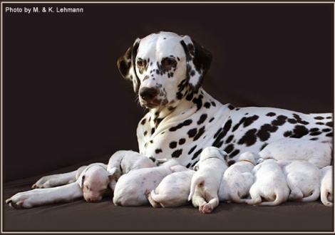 Christi ORMOND Everest Maxima with her H - Litter 2nd week of life