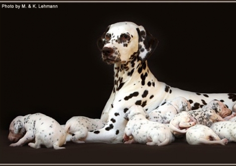 Christi ORMOND Everest Maxima with her Christi ORMOND H - Litter 3rd week of life
