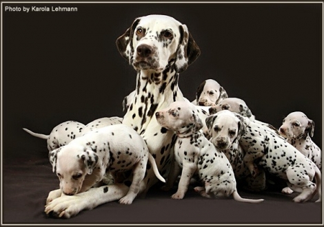 Christi ORMOND Everest Maxima with her Christi ORMOND H - Litter 4th week of life
