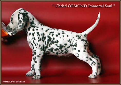 Christi ORMOND Immortal Soul