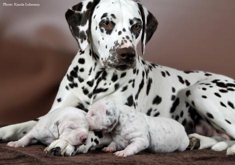 Christi ORMOND Knjazjouna Kyra with her Christi ORMOND O - Litter 1st week of life