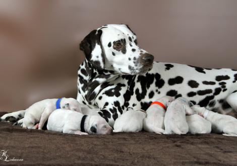 Christi ORMOND First Fairytale with her Christi ORMOND R - Litter 1st week of life