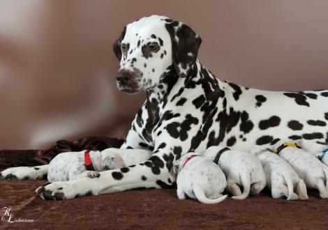 Christi ORMOND First Fairytale with her Christi ORMOND R - Litter 2nd week of life