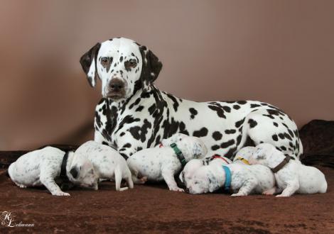 Christi ORMOND First Fairytale with her Christi ORMOND R - Litter 2nd week of life