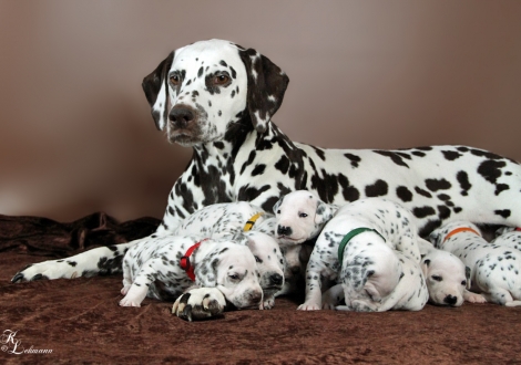 Christi ORMOND First Fairytale with her Christi ORMOND R - Litter 3rd week of life