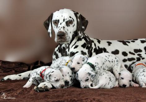 Christi ORMOND First Fairytale with her Christi ORMOND R - Litter 3rd week of life