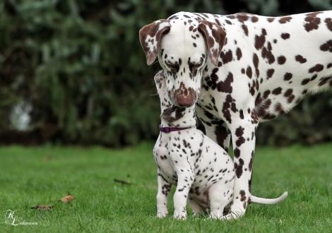Christi ORMOND Soul Sister with her cousin Dalmatian Dream for ORMOND vom Teutoburger Wald (called Mocha jr., 12 months old)