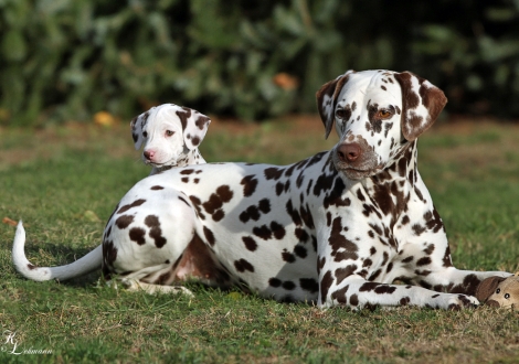 Left Christi ORMOND Uptown Girl and right Dalmatian Dream for ORMOND vom Teutoburger Wald