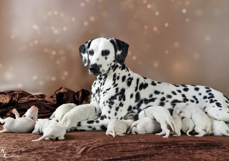 Christi ORMOND Now and Forever with her Christi ORMOND V - Litter 1st week of life